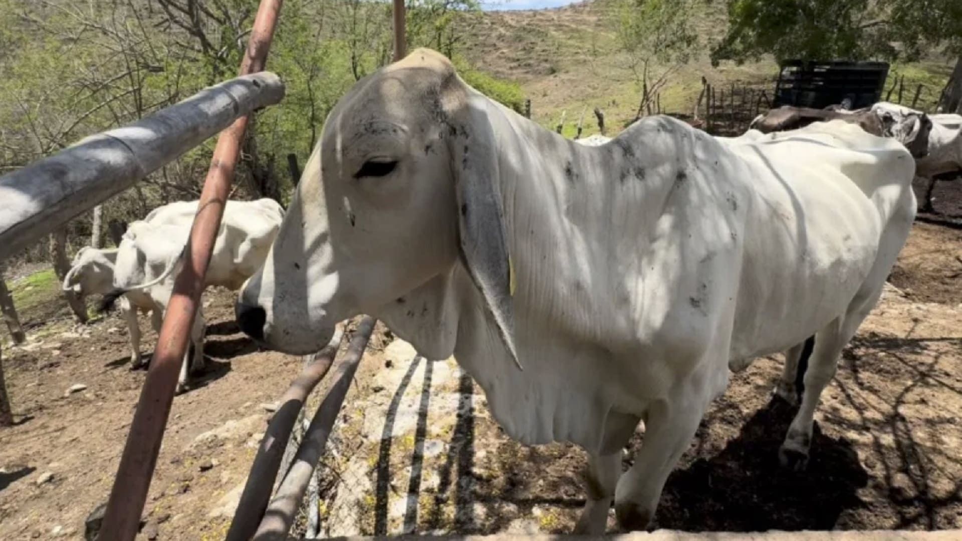 Oaxaca sigue libre de gusano barrenador del ganado: Sefader