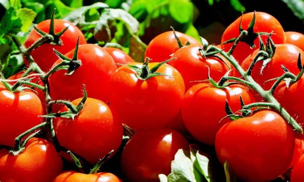 Trump impone aranceles al jitomate mexicano: ¿Qué estados del país son productores?