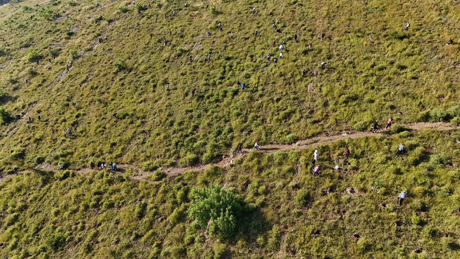 Realizan Mega Tequio de Reforestación en Monte Albán