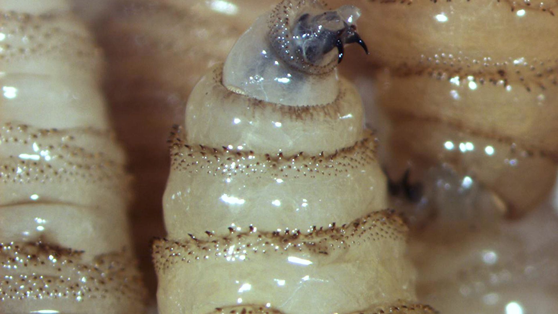 Oaxaca concentra la mayor cantidad de casos activos de gusano barrenador en México