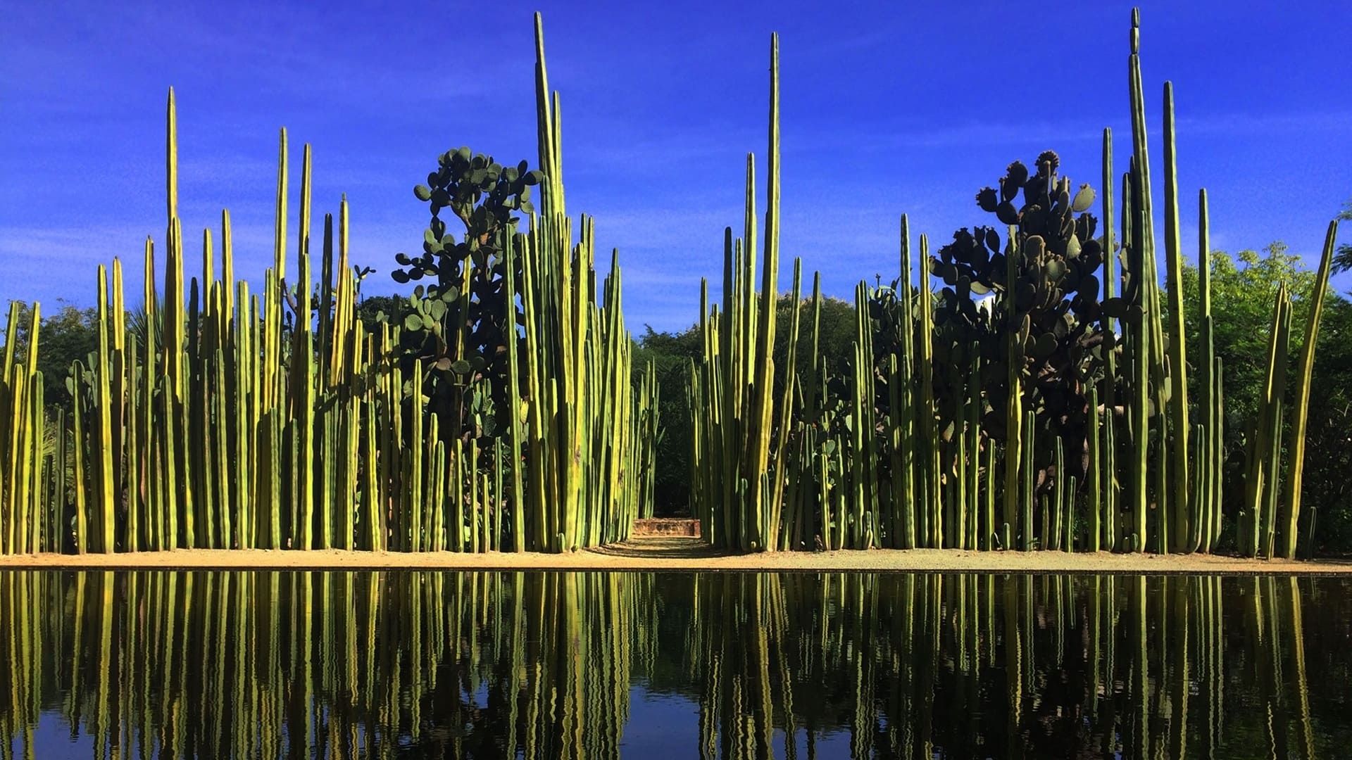 Jardín Etnobiológico de Oaxaca, espacio donde florecen naturaleza y cultura