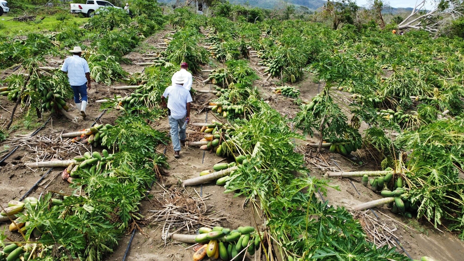 4 mil 37 hectáreas de siembra afectadas por paso del huracán Erick en Oaxaca
